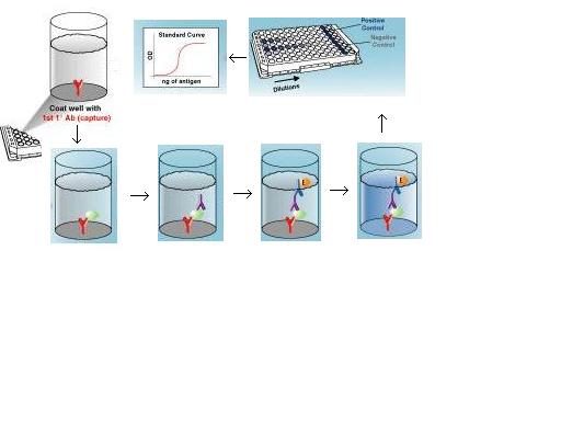 Antigenix ELISA kit