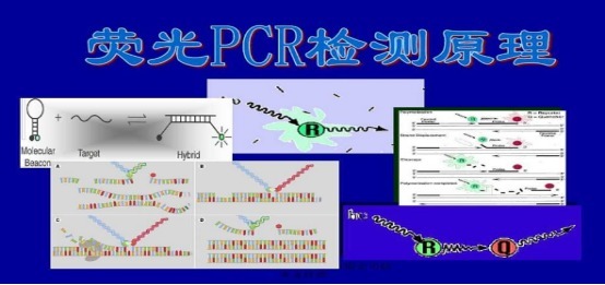 鷿PCRa(chn)ԇ	