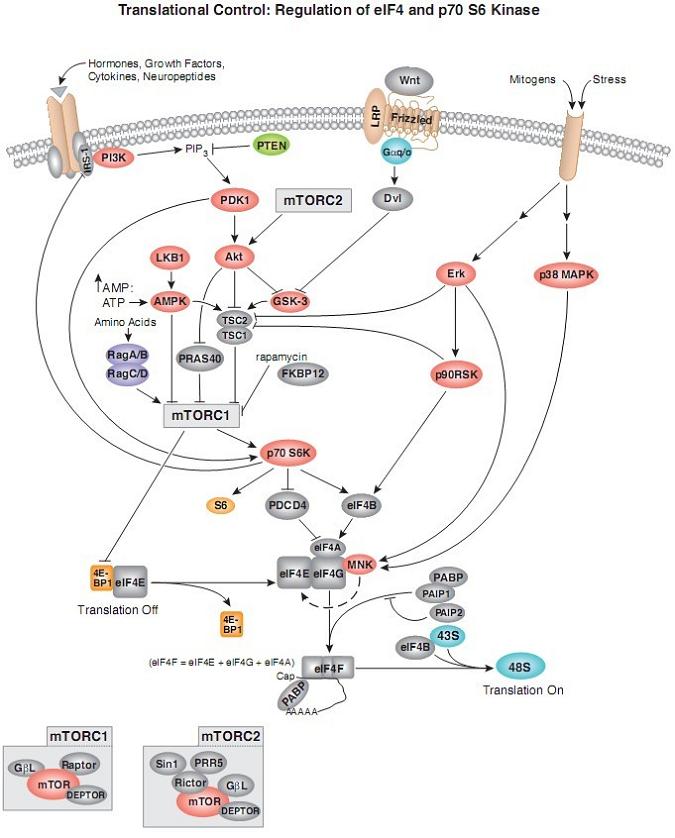 B Cell Receptor ̖ͨ·D