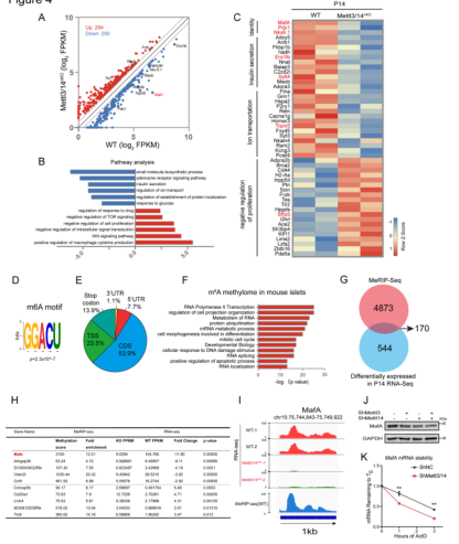 m6A-seq& mRNA-seq(lin)Ϸ