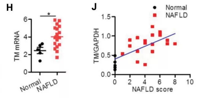 D1. (g)wcNAFLD߸KTMEM16A mRNAˮƽ(H)(du)ԇTMEM16Aױ_(d)cNAFLDu(png)֮gP(gun)ϵPearsonP(gun)Է(J)