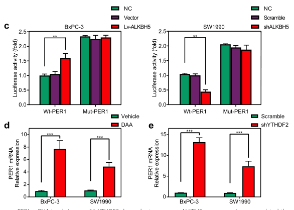 ȱALKBH5l(f)m6AReYTHDF2T(do)mRNA⣬(do)PER1mRNAˮƽ