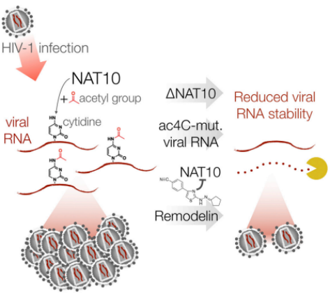 NAT10 (du)HIV-1 ac4CӰmRNA_(d)