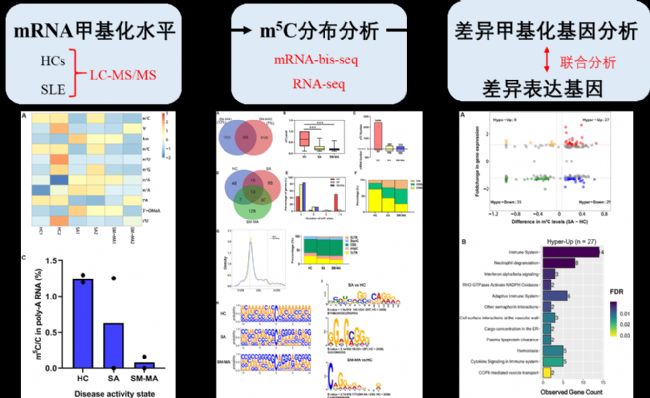 ϵy(tng)ԼtǯCD4+ TmRNA m5C׻cP(gun)ĸ׃