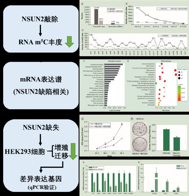 NSUN2ȱʧHEK293mRNA 5-׻ͻ_VӰ