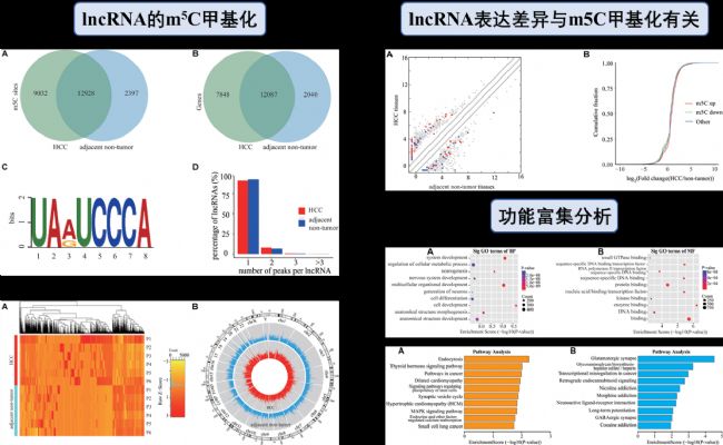 μail(wi)ncRNAm5CD(zhun)䛱_V