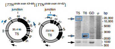 a(chn)Ʒ2eccDNA Outward PCRC