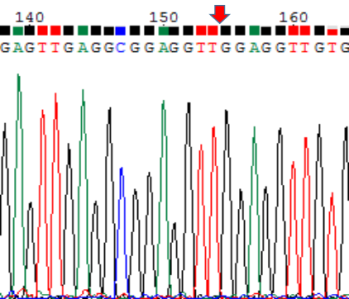 a(chn)Ʒ3eccDNA Sangery