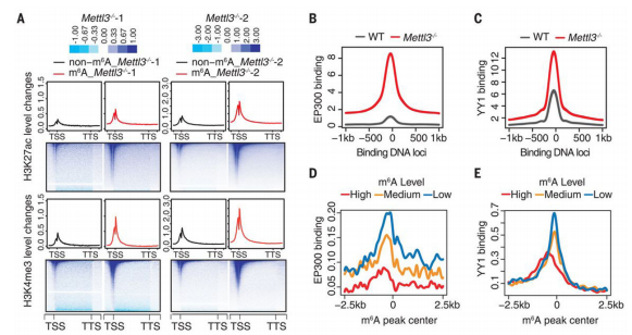 4m6A{(dio)صcarRNA(wn)Ⱦɫ|(zh)_ŠB(ti)ļTFsM(jn)D(zhun)䛼