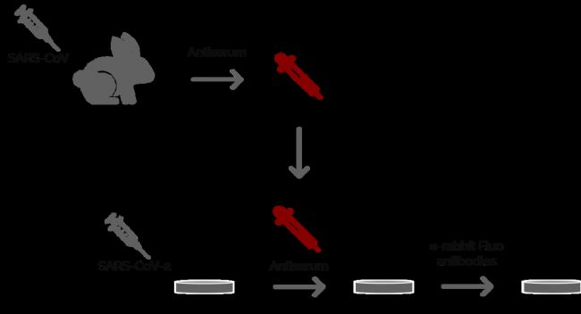 D2: Ogando˵һ(xing)(sh)(yn)漰ʹߟɹ@΢RVeroE6(x)2002/2003SARSl(f)gw̽Ƃ俹SARS-CoVѪĝʹòͬÿѪһMwȻõڶMɹ⿹w(bio)ӛ@ЩÿѪ塣SDM6 B@΢RM(jn)Пɹ@΢Rz