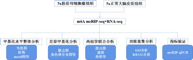 1z|(zh)ĸcircRNA m6A_V