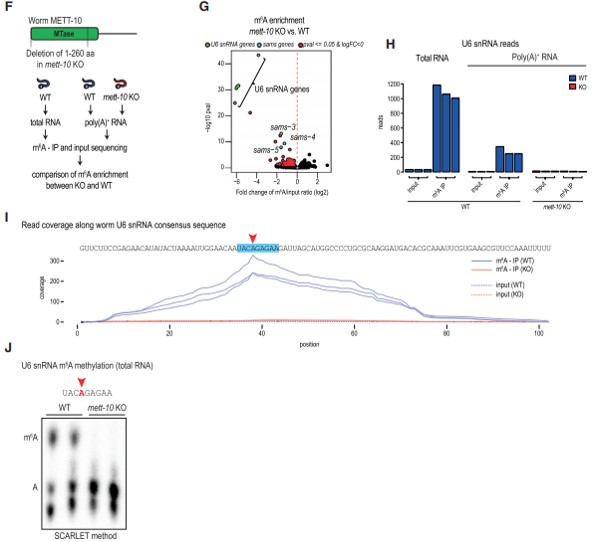 x METT-10  U6 snRNA  SAM ϳø mRNA  m6A 