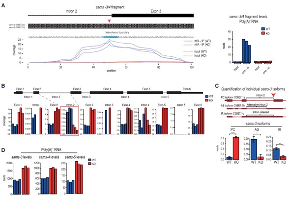 3λc(din) m6A  SAM ϳøǰw mRNA ļ