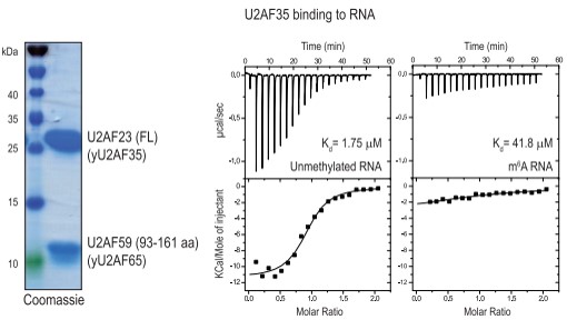  m6A׻ֹ˱U2AF35(du)λc(din)R(sh)e