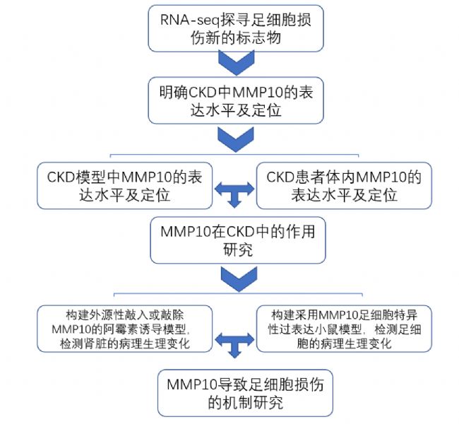 MMP10-µ㼚(x)p錧(do)