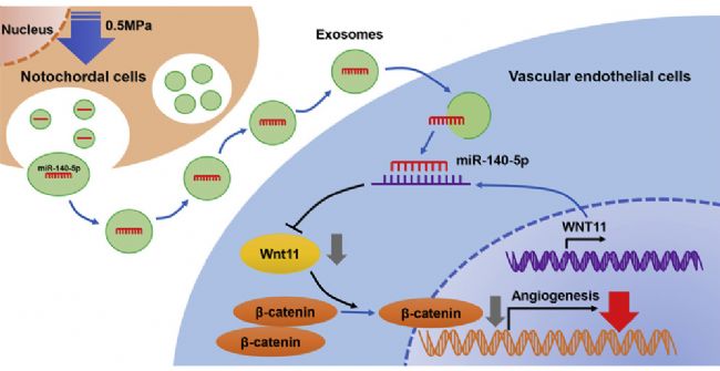 ܉sؓTļጷŵwͨ^ miR-140-5p/Wnt/-Catenin SѪ