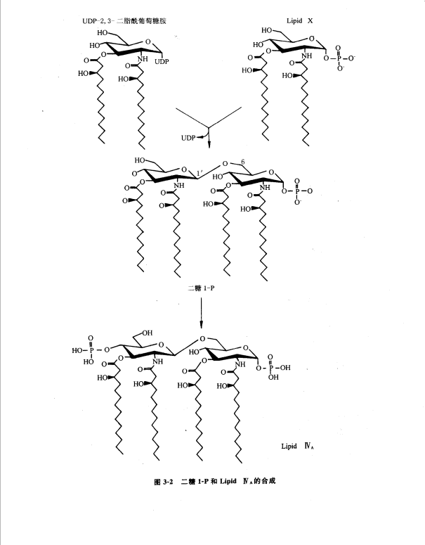 Lipid AϳɺzW(xu)