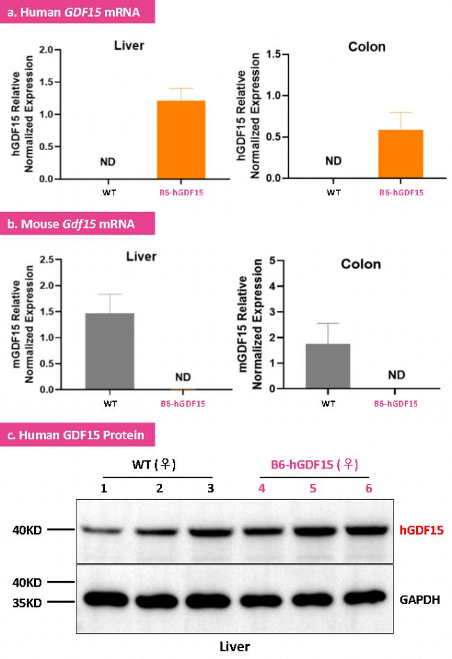 B6-hGDF15ԴС