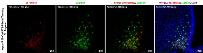 Agrp-IRES-CreERT2-P2A-tdTomatoС