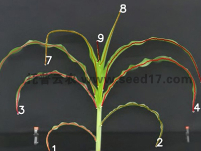 玉米表型檢測系統(tǒng)